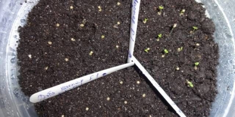 Kako se brinuti za petunije nakon nicanja